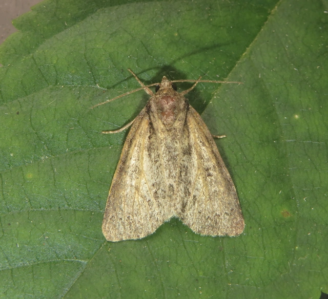 Acronicta strigosa - kis szigonyosbagoly