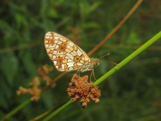 Boloria selene - fakó gyöngyházlepke
