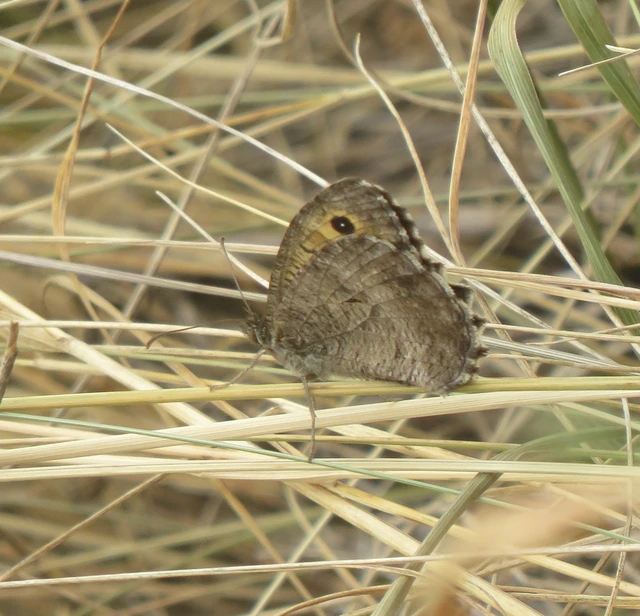 Arethusana arethusa - közönséges szemeslepke