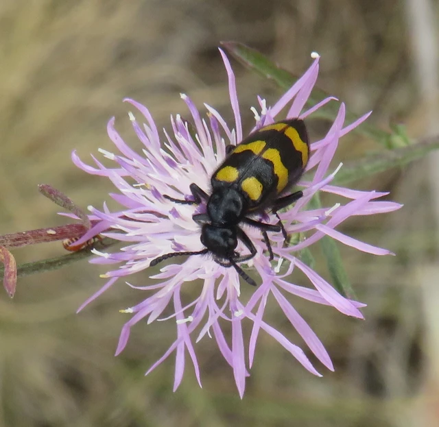 Mylabris variabilis - szalagos hólyaghúzó Mylabris variabilis - szalagos hólyaghúzó