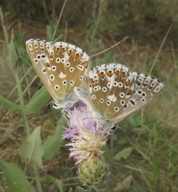 Polyommatus coridon - ezüstkék boglárka
