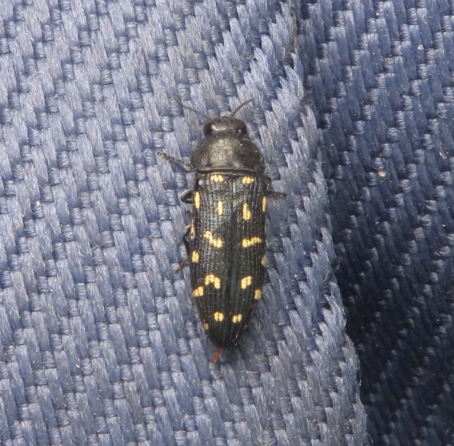Acmaeodera degener - sárgafoltos zömökdíszbogár