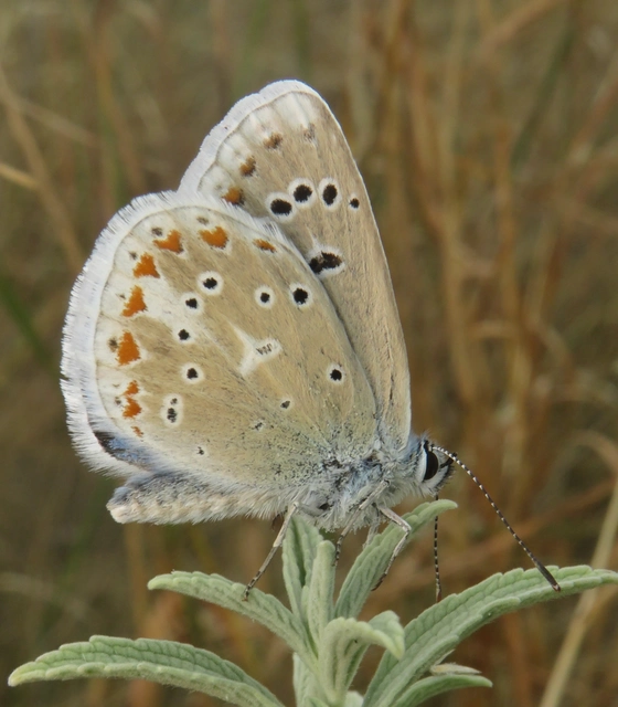 Polyommatus dorylas - fénylő boglárka