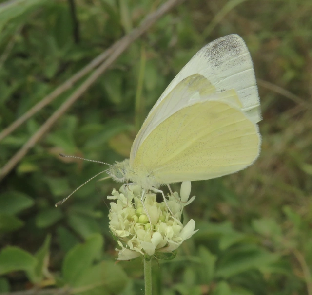 Pieris ergane - sziklai fehérlepke
