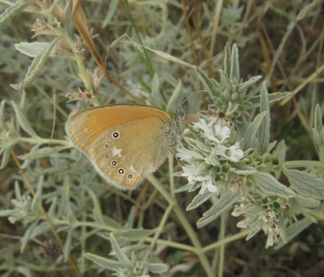 Coenonympha glycerion - közönséges szénalepke