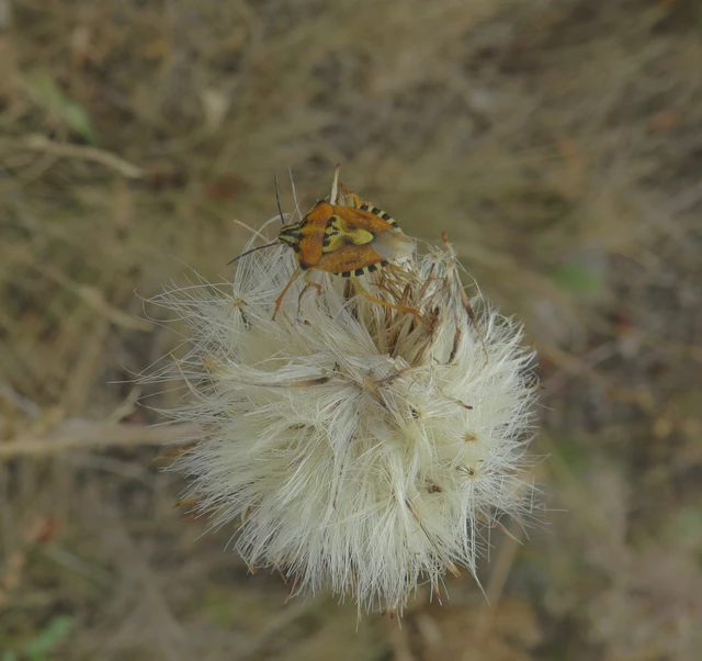 Carpocoris