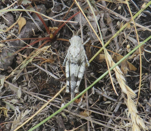 Oedipoda caerulescens - kékszárnyú sáska