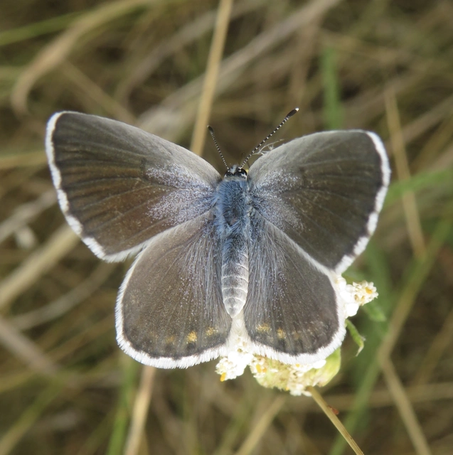 Pseudophilotes schiffermuelleri - apró boglárka