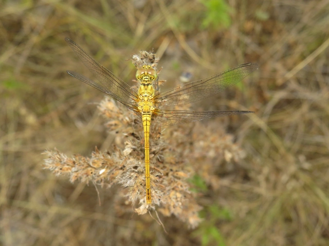 Sympetrum meridionale - fakó katona-szitakötő