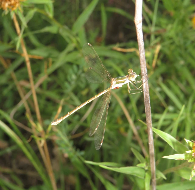 Lestes barbarus - foltosszárnyjegyű rablószitakötő