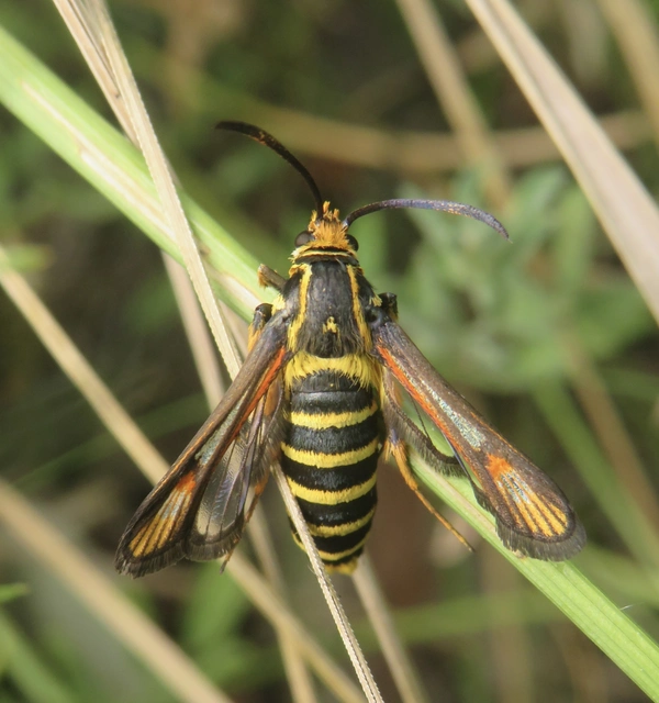 Sesiidae - szitkárfélék