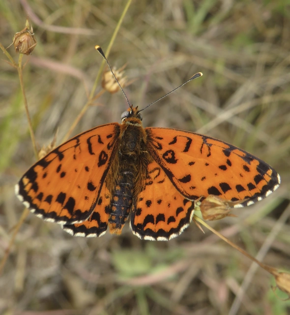 Melitaea didyma - tüzes tarkalepke