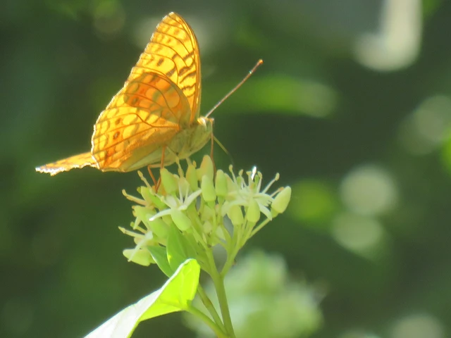 Argynnis adippe - ezüstös gyöngyházlepke