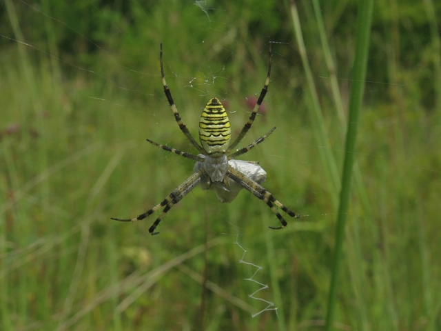 Argiope bruennichi - darázspók