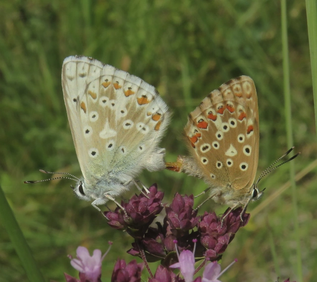 Polyommatus coridon - ezüstkék boglárka