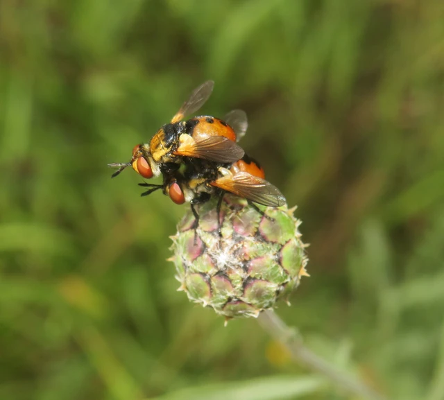 Gymnosoma