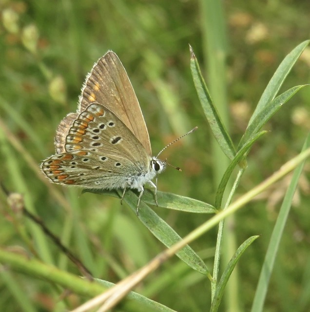 Polyommatus thersites - ibolyaszín boglárka