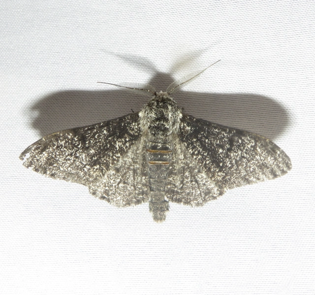 Biston betularia - szürkepettyes araszoló