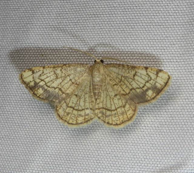 Stegania dilectaria - fehérnyár-araszoló