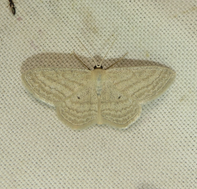 Scopula virgulata - vesszős sávosaraszoló