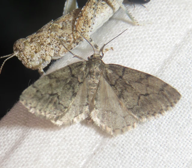 Tephronia sepiaria/Eumannia lepraria