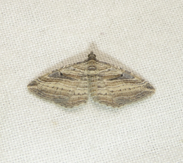 Costaconvexa polygrammata - soksávú araszoló