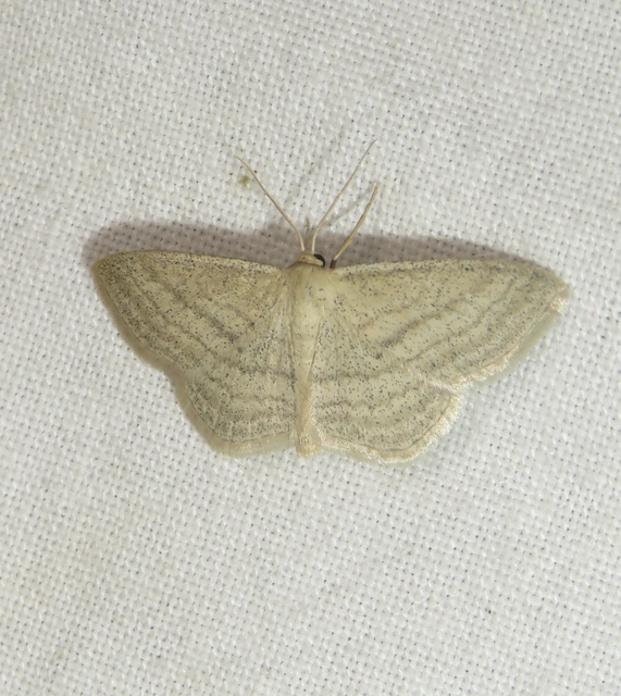Scopula virgulata - vesszős sávosaraszoló