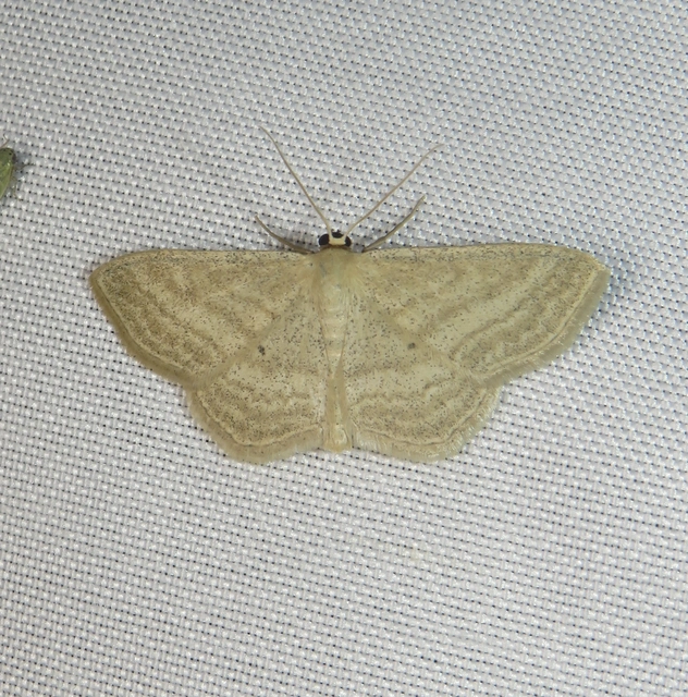 Scopula virgulata - vesszős sávosaraszoló