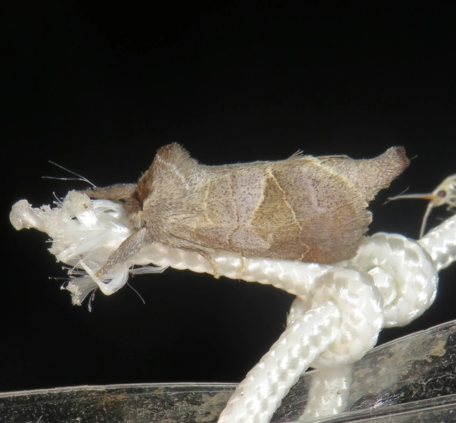 Clostera pigra - apró levélszövő