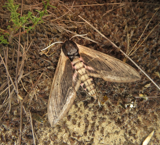 Sphinx ligustri - fagyalszender