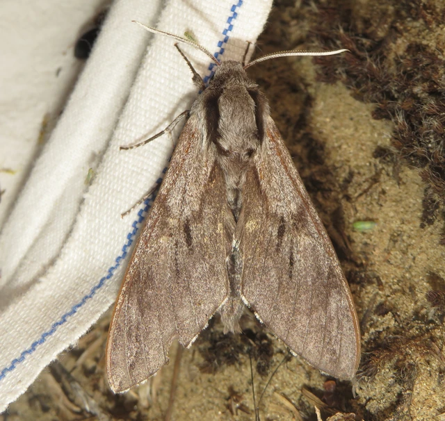 Hyloicus pinastri - fenyőszender