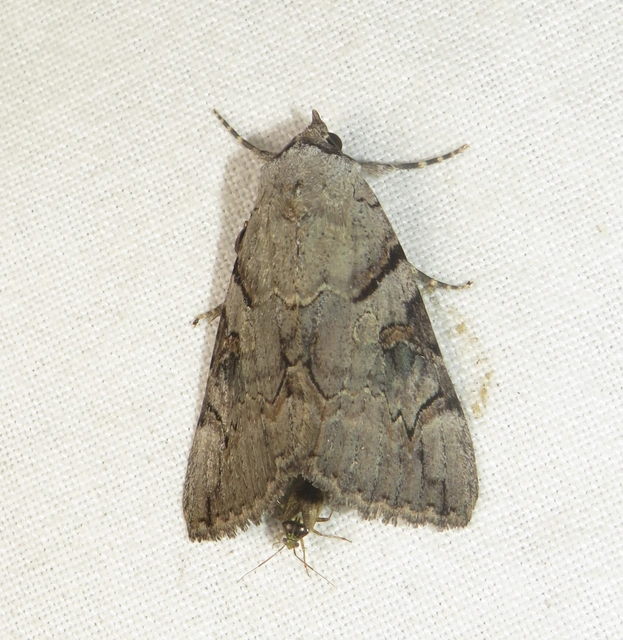 Catocala hymenaea - kökény-övesbagoly