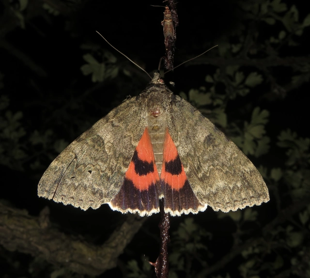Catocala nupta - piros övesbagoly