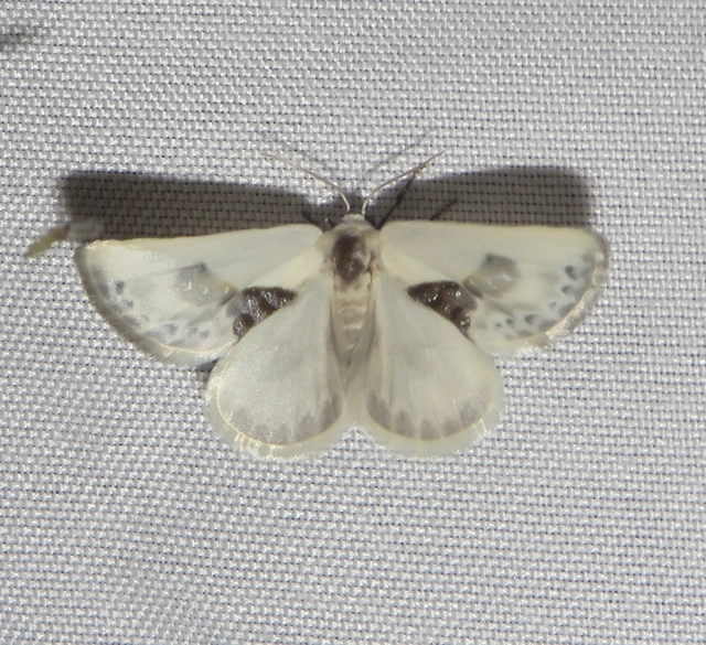 Cilix glaucata - törpe sarlósszövő