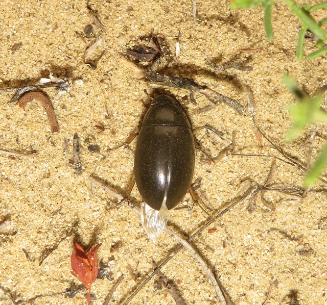 Hydrochara flavipes - sárgalábú csibor