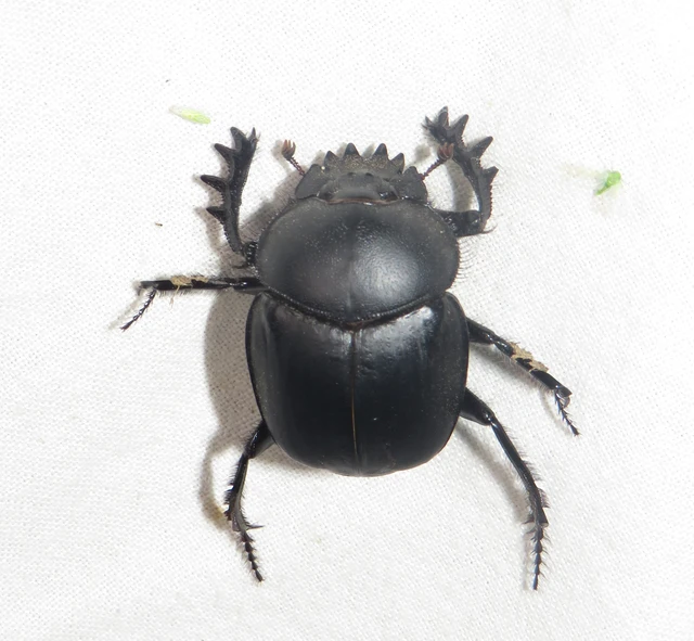 Scarabaeus typhon - óriás-galacsinhajtó
