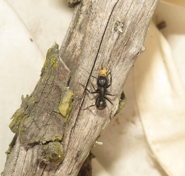 Camponotus vagus - fekete lóhangya