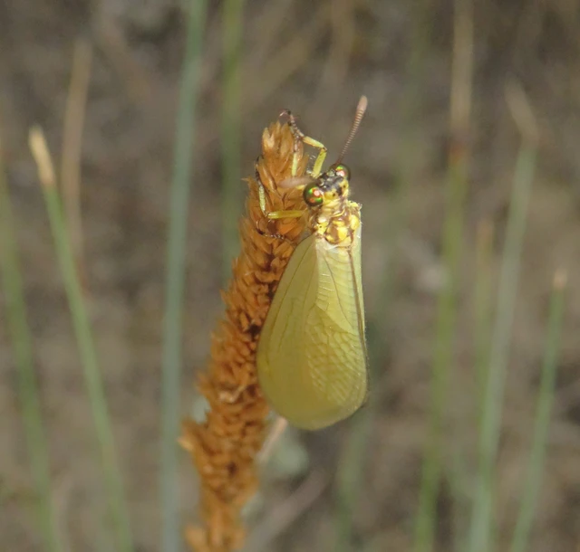Myrmecaelurus trigrammus - hangyafarkas