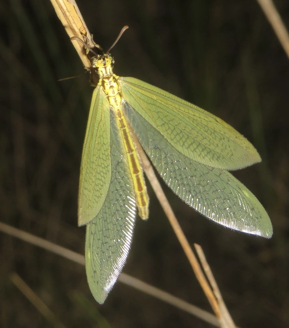 Myrmecaelurus trigrammus - hangyafarkas