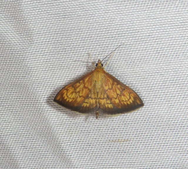 Ecpyrrhorrhoe rubiginalis - rozsdavörös tűzmoly