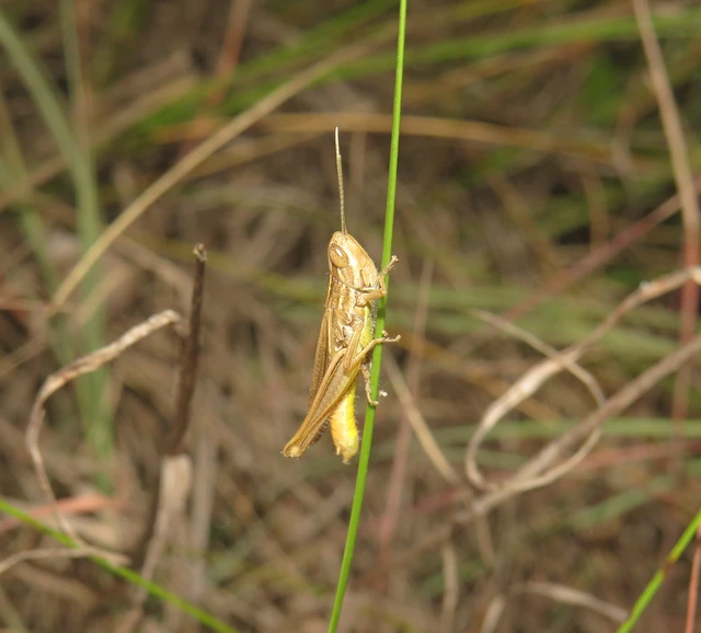 Euchorthippus