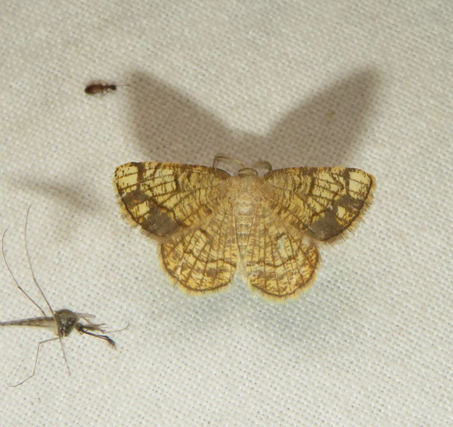 Stegania dilectaria - fehérnyár-araszoló