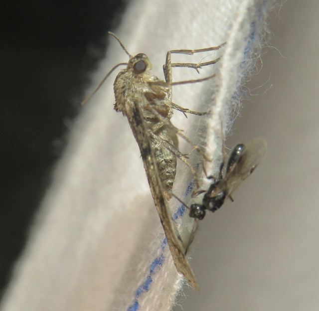 Tephronia sepiaria/Eumannia lepraria