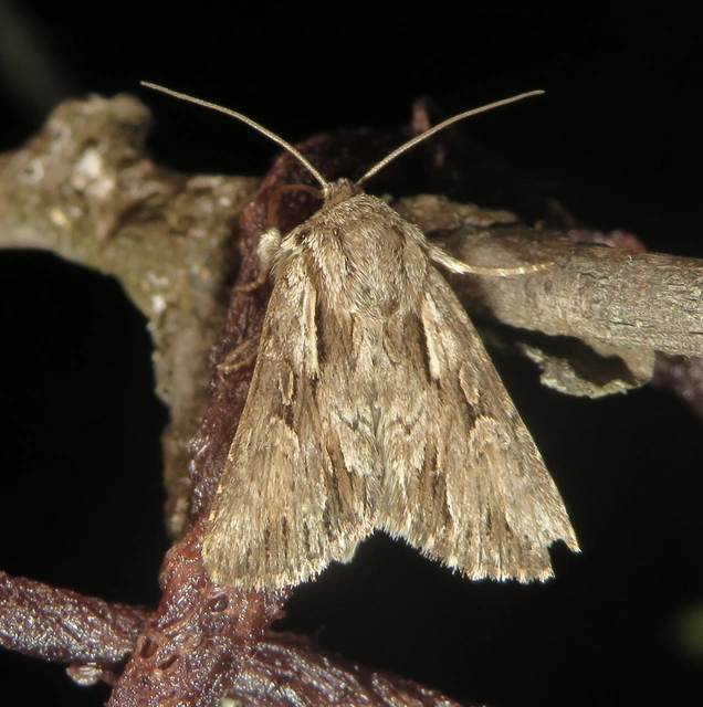 Chloantha hyperici - orbáncfű-sugarasbagoly