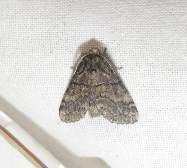Gluphisia crenata - kormos púposszövő
