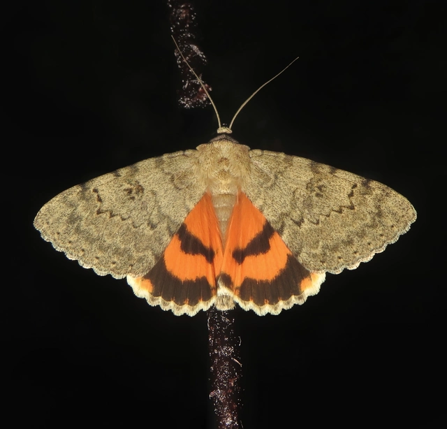 Catocala puerpera - nyárfa-övesbagoly