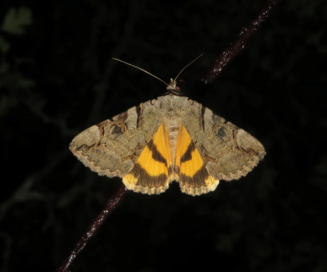 Catocala hymenaea - kökény-övesbagoly