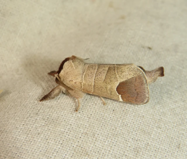 Clostera curtula - rövidszárnyú levélszövő Clostera curtula - rövidszárnyú levélszövő