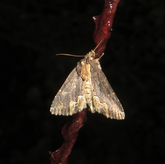 Dypterygia scabriuscula - szurokbarna nyáribagoly