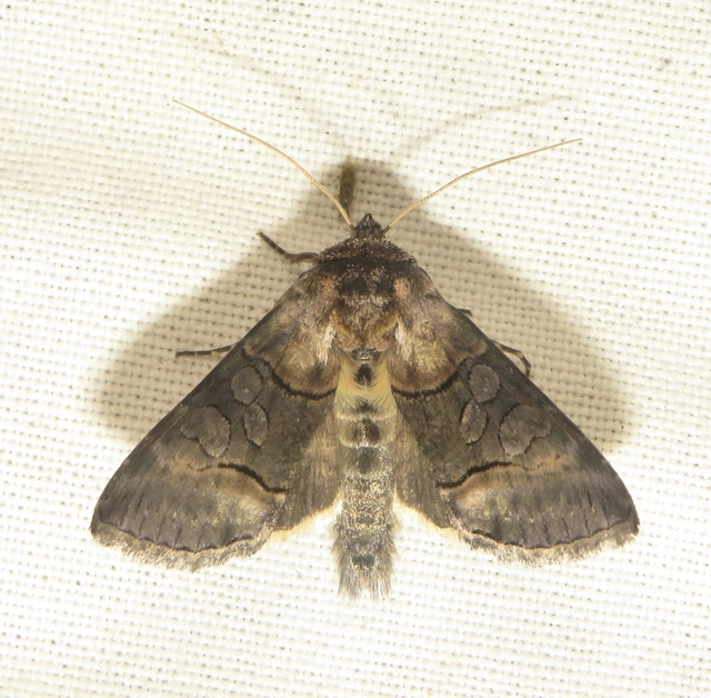 Abrostola triplasia - közönséges csalánbagoly
